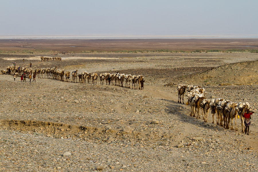   Salt workers are coming home after a hard day work on Lake Asale   Ethiopia